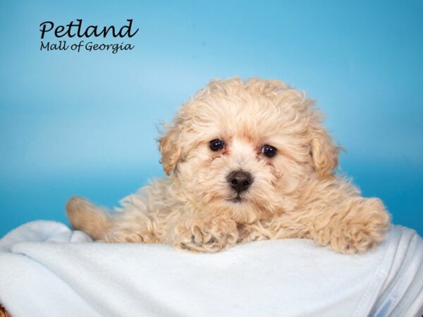 Maltipoo DOG Male CREAM 6992 Petland Mall of Georgia