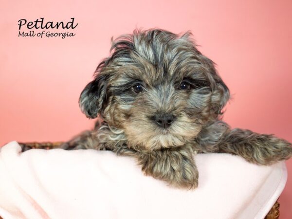 Yorkiepoo DOG Female BLUE MERLE 6994 Petland Mall of Georgia