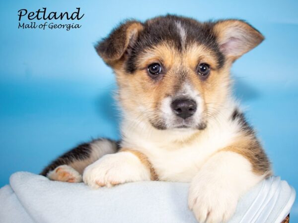 Pembroke Welsh Corgi DOG Male Blk tri 7021 Petland Mall of Georgia