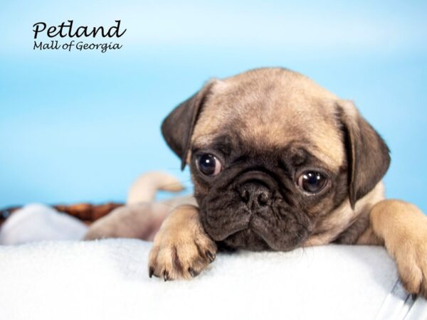 Pug DOG Male FAWN 7014 Petland Mall of Georgia