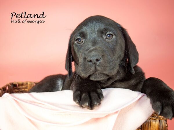 Labrador Retriever DOG Female Black 7000 Petland Mall of Georgia