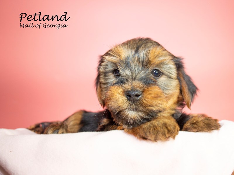 Yorkshire Terrier Puppy BLK TAN ID7010 Located at Petland Mall of