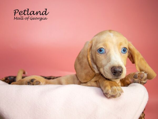 Dachshund DOG Female creme 7017 Petland Mall of Georgia