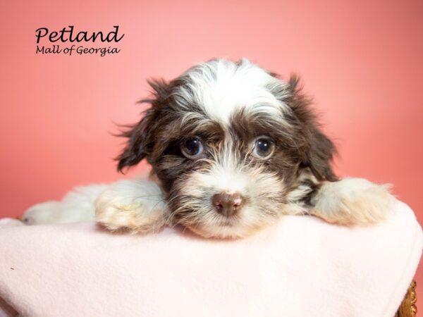 Havanese DOG Female choc wh 7023 Petland Mall of Georgia