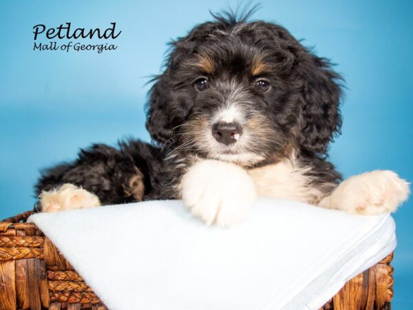 Miniature Bernadoodle-DOG-Male-TRI-7030-Petland Mall of Georgia