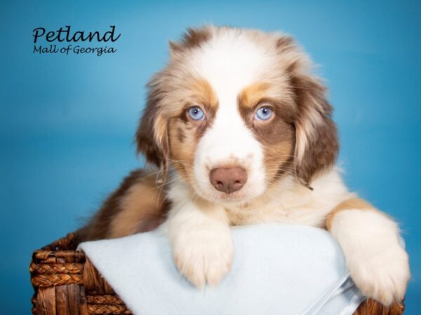 Miniature Australian Shepherd-DOG-Male-RED MERLE-7039-Petland Mall of Georgia