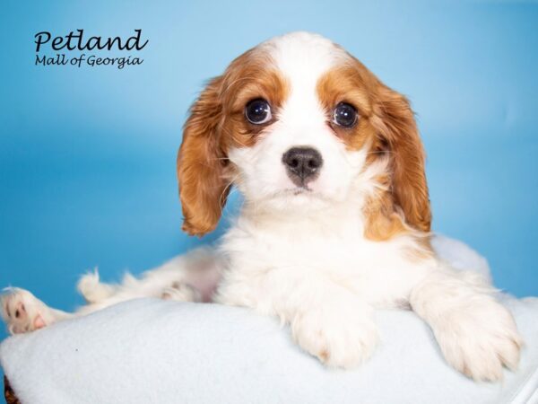 Cavalier King Charles Spaniel DOG Male BLENHIEM 7068 Petland Mall of Georgia