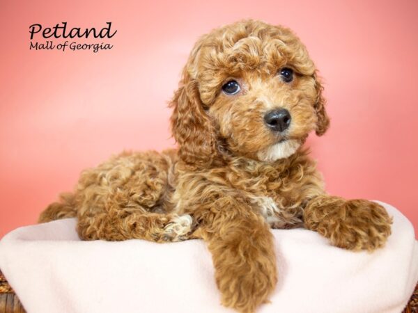 Cavapoo 2nd Gen-DOG-Female-RED-7063-Petland Mall of Georgia