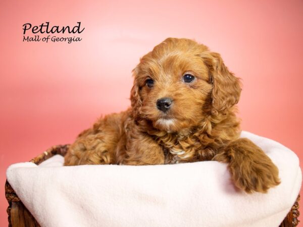 Cavapoo 2nd Gen-DOG-Female-RED-7062-Petland Mall of Georgia