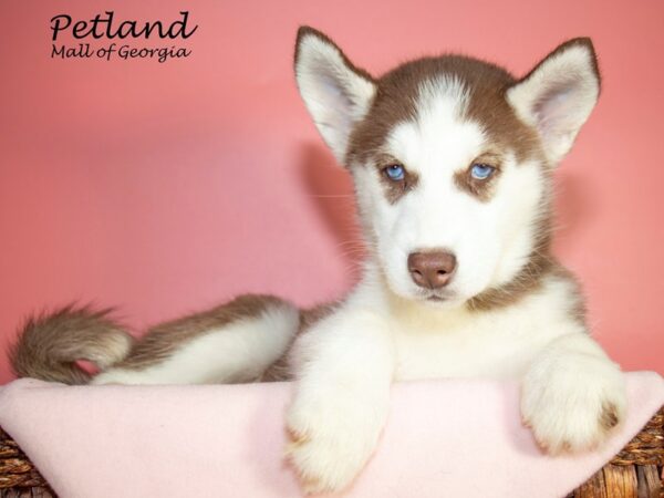 Siberian Husky DOG Female red wh 7072 Petland Mall of Georgia