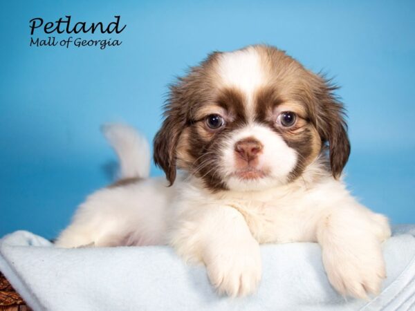 Shih Tzu DOG Male BROWN WHITE 7082 Petland Mall of Georgia