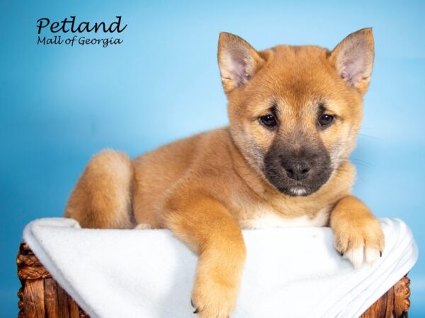 Shiba Inu DOG Male RED 7083 Petland Mall of Georgia