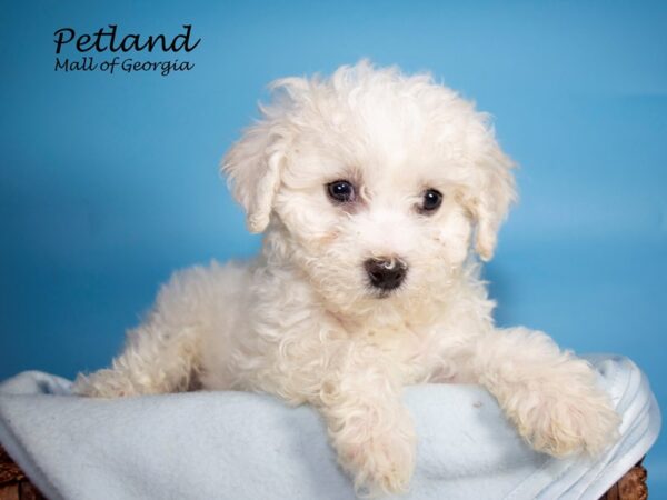 Bichon Frise DOG Male WH 7086 Petland Mall of Georgia