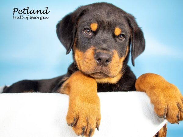 Rottweiler-DOG-Male-Black and Tan-7091-Petland Mall of Georgia