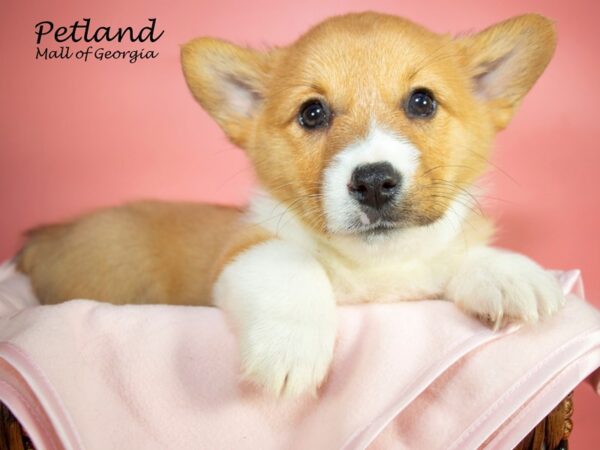 Pembroke Welsh Corgi DOG Female RED WHITE 7107 Petland Mall of Georgia