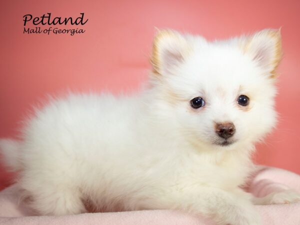 Pomeranian DOG Female CREAM WHITE 7109 Petland Mall of Georgia