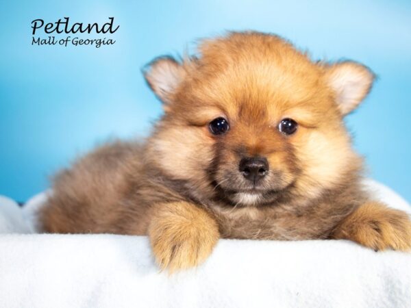 Pomeranian DOG Male RED SABLE 7110 Petland Mall of Georgia