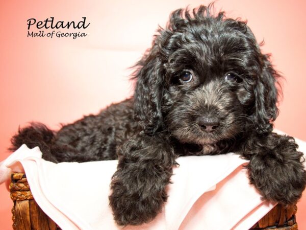 Cockapoo 2nd Generation-DOG-Female-BLK-7111-Petland Mall of Georgia