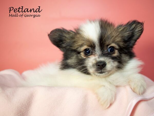 Pap-A-Pom-DOG-Female-SABLE WH-7112-Petland Mall of Georgia