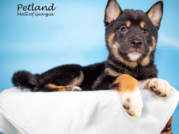 Shiba Inu DOG Male BLACK TAN 7113 Petland Mall of Georgia