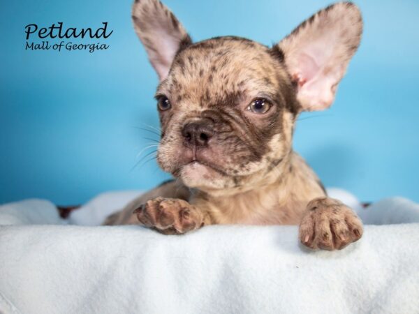 French Bulldog DOG Male MERLE 7116 Petland Mall of Georgia