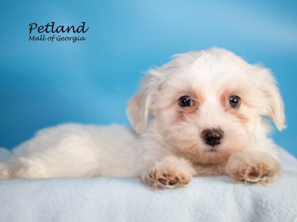 Maltese DOG Male WH 7117 Petland Mall of Georgia