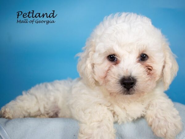 Bichon Frise DOG Male WHITE 7128 Petland Mall of Georgia