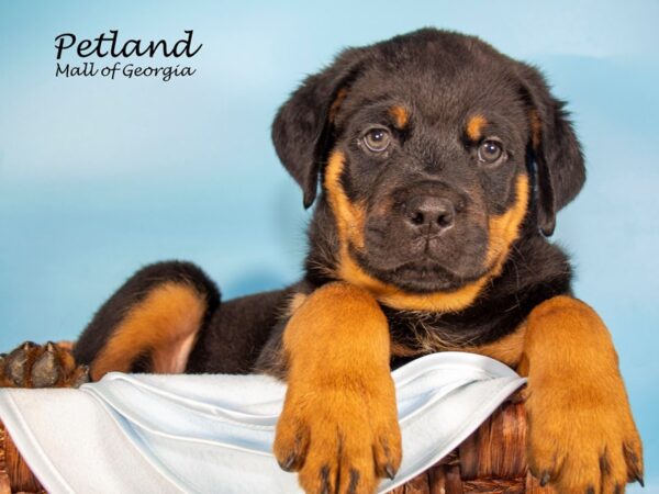 Rottweiler-DOG-Male-Black & Tan-7142-Petland Mall of Georgia