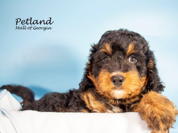 Miniature Bernadoodle-DOG-Male-Blk tri-7126-Petland Mall of Georgia