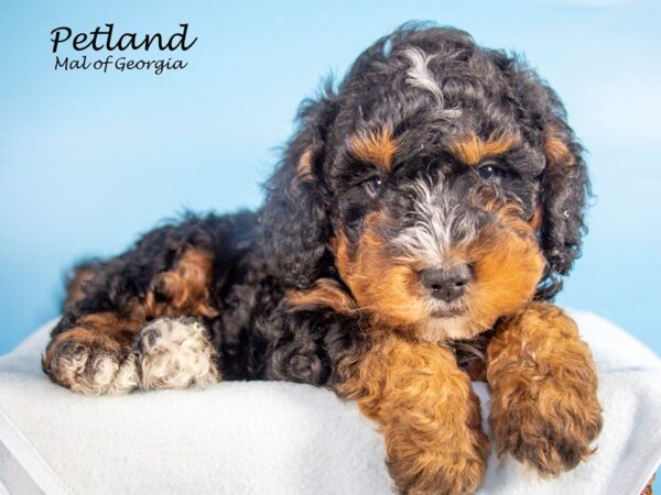 Miniature Bernadoodle-DOG-Male-BLK TRI-7164-Petland Mall of Georgia