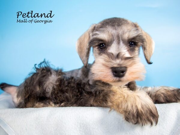 Miniature Schnauzer DOG Male SALT PEPPER 7166 Petland Mall of Georgia