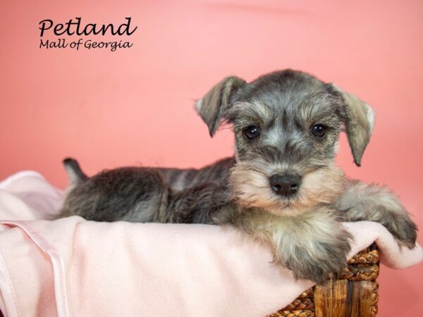 Miniature Schnauzer DOG Female SALT PEPPER 7165 Petland Mall of Georgia