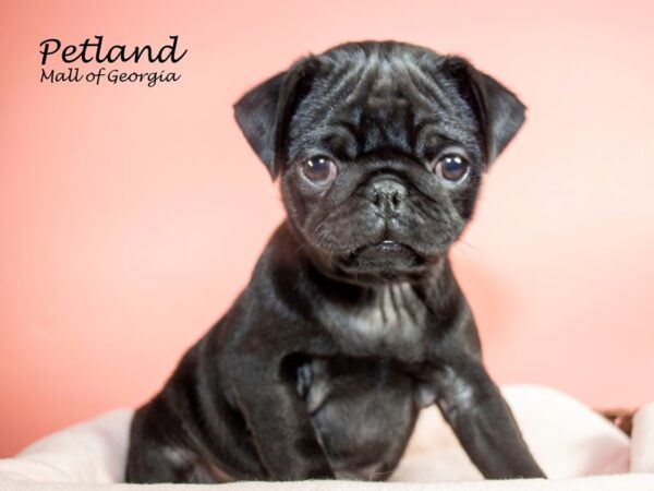 Pug DOG Female BLK 7194 Petland Mall of Georgia