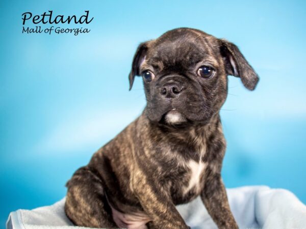 Bugg-DOG-Male-BRINDLE-7195-Petland Mall of Georgia