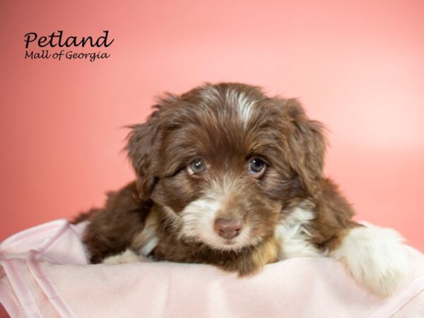 Miniature Aussie Poo-DOG-Female-RED TRI-7199-Petland Mall of Georgia