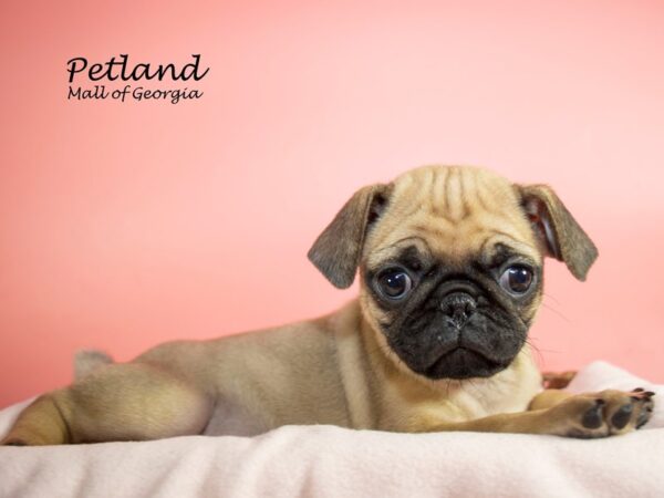 Pug DOG Female FAWN 7204 Petland Mall of Georgia