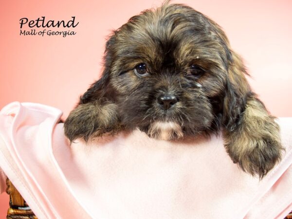 Cava Tzu-DOG-Female-RED WH-7208-Petland Mall of Georgia