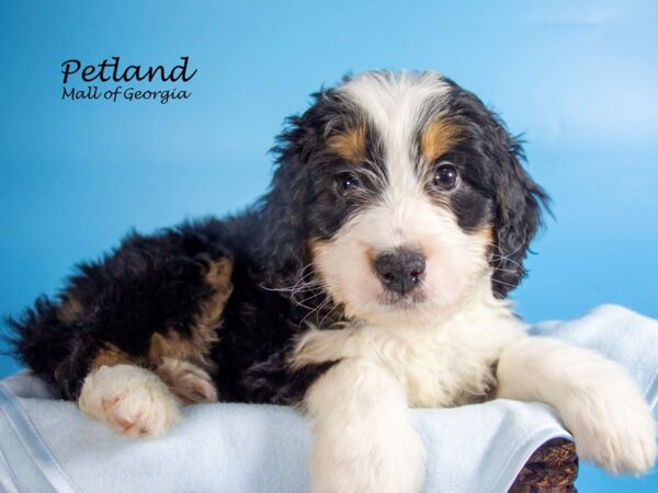 Miniature Bernadoodle-DOG-Male-Tri-7214-Petland Mall of Georgia