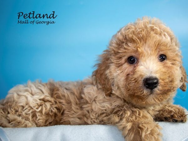 Bichonpoo-DOG-Male-CREAM-7227-Petland Mall of Georgia