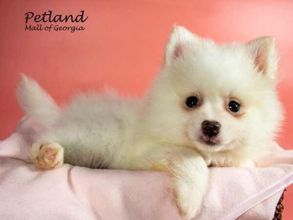 Pomeranian DOG Female White 7231 Petland Mall of Georgia