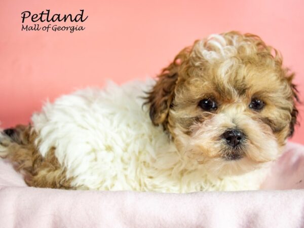 Bichonpoo-DOG-Female-RED WH-7274-Petland Mall of Georgia