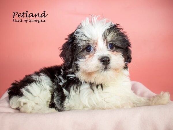 Havanese DOG Female BLK WHITE 7256 Petland Mall of Georgia