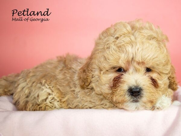 Bichonpoo-DOG-Female-CREAM-7242-Petland Mall of Georgia