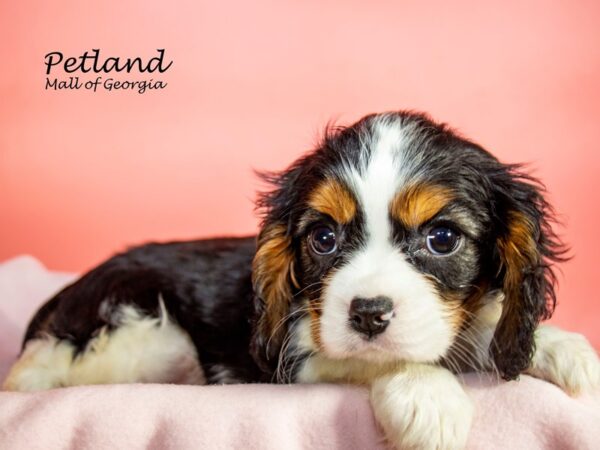 Cavalier King Charles Spaniel DOG Female TRI 7250 Petland Mall of Georgia