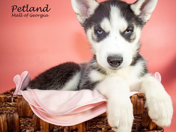 Siberian Husky DOG Female Black & White 7237 Petland Mall of Georgia