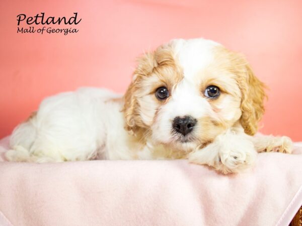 Cavachon DOG Female BLENHIEM 7262 Petland Mall of Georgia