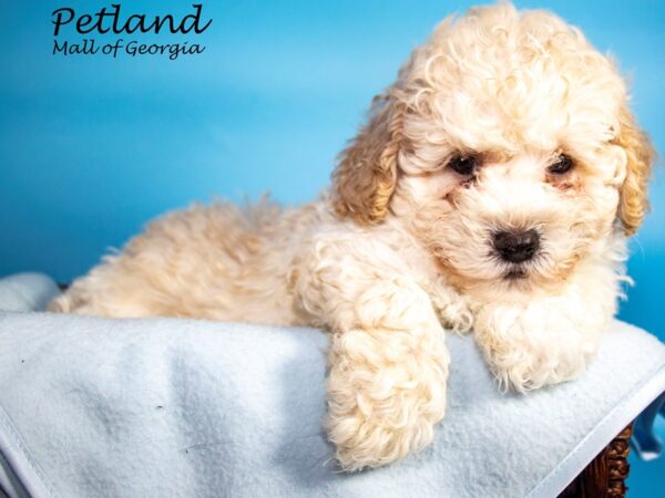 Bichonpoo-DOG-Male-CREAM-7244-Petland Mall of Georgia