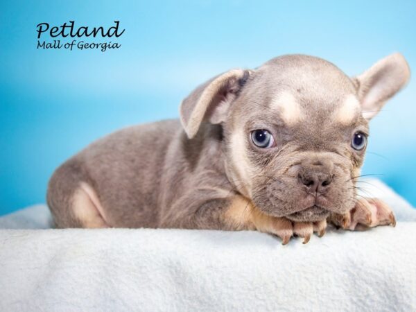 French Bulldog DOG Male blue 7258 Petland Mall of Georgia