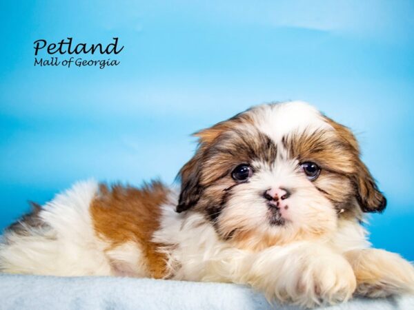 Teddy Bear DOG Male BRN WH 7265 Petland Mall of Georgia