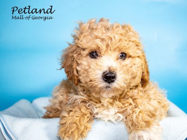 Shihpoo-DOG-Male-BRN-7267-Petland Mall of Georgia